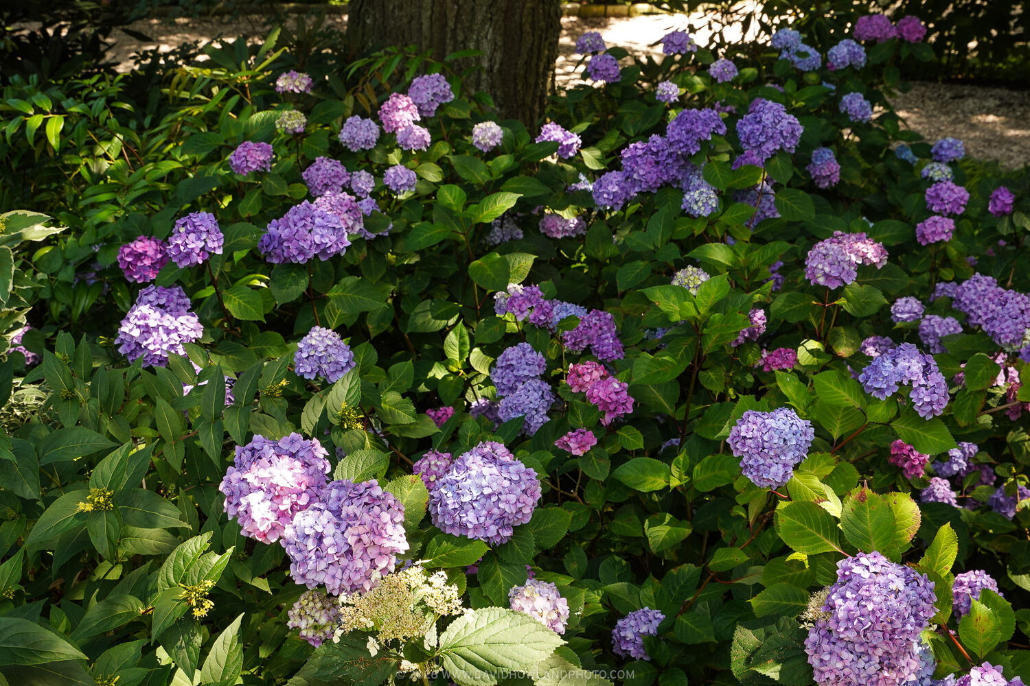 Purple and pink hydrangeas blooming in the summer on Cape Cod