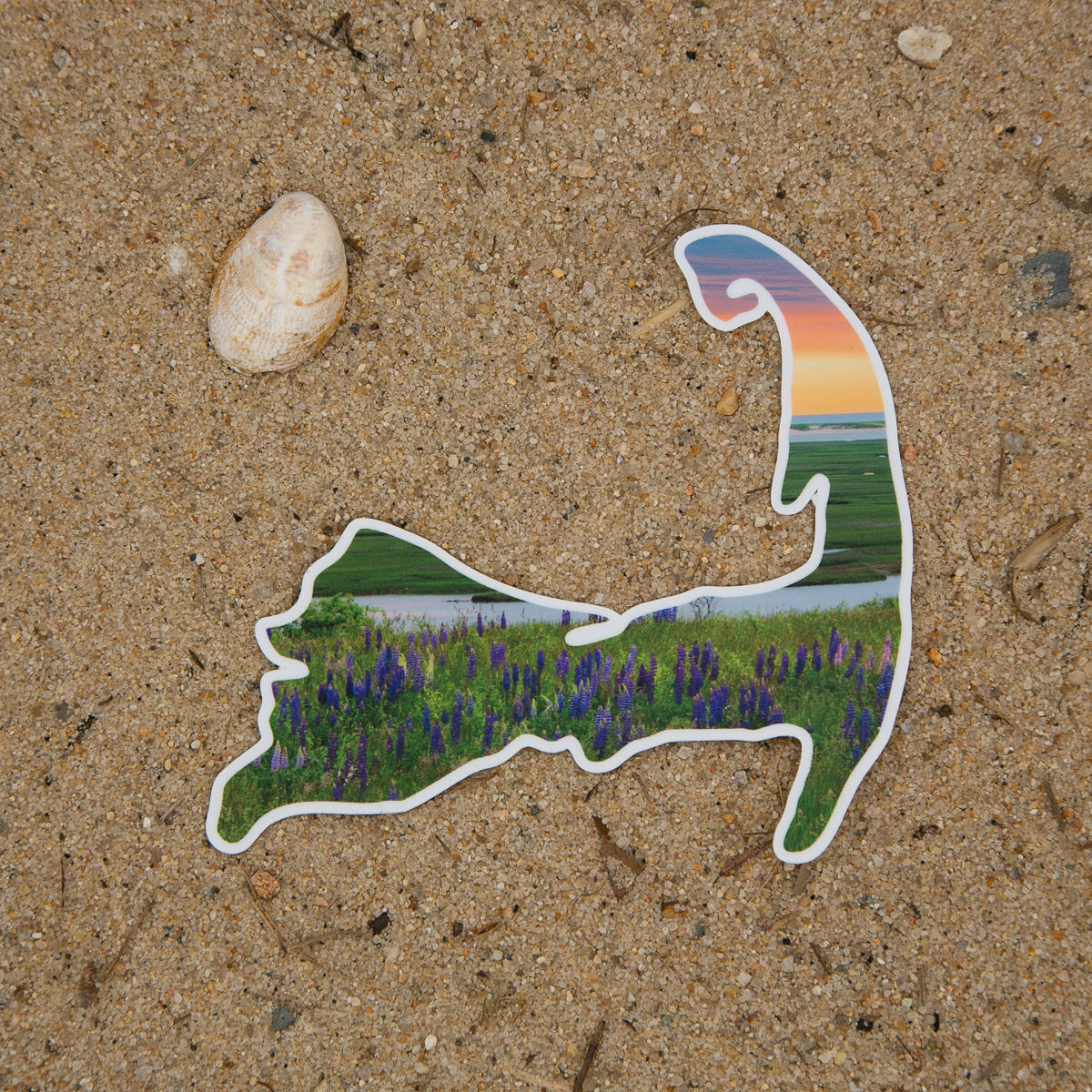 Cape Cod Lupines Sticker